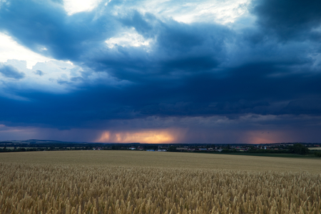 Storm is coming, cloudscape. Thunderstorm over typical rural scene. Wheat field before harvest at farmland.の写真素材