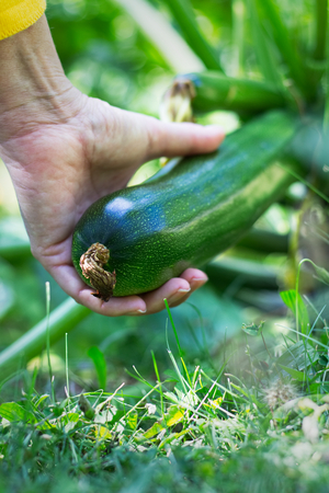 Harvesting zucchini in vegetable garden. Woman holding courgette in her hand. Organic farmの写真素材
