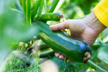 Harvesting zucchini in vegetable garden. Woman holding courgette in her hand. Organic farmの写真素材