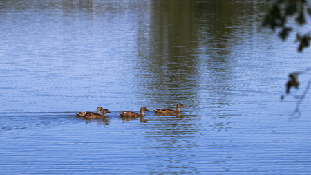 Wild ducks on a lake, animal wildlifeの写真素材