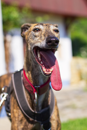 Greyhound, Spanish Galgo, dog with tongueの写真素材