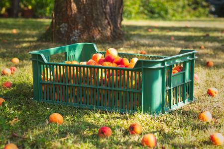 Plastic crate full of apricots in the garden during harvest season, organic farm, harvesting homegrown fruitの写真素材