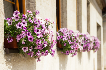 Flowerpots with blooming petunia in windows. Flowers as decoration of house in summer.の写真素材