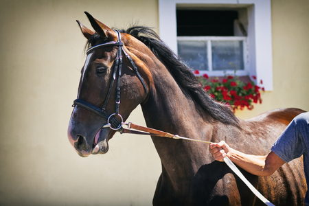 Brown horse and stable, leading a horse on showの写真素材
