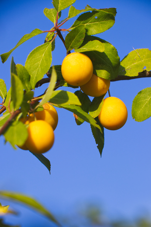 Yellow mirabelle plums. Ripe mirabelle on tree. Organic fruit before harvest in summer. (Prunus domestica syriaca)の写真素材