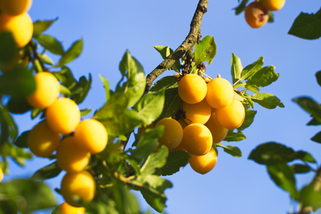 Yellow mirabelle plums. Ripe mirabelle on tree. Organic fruit before harvest in summer. (Prunus domestica syriaca)の写真素材