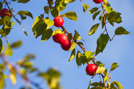 Red mirabelle plums. Ripe mirabelle on tree. Organic fruit before harvest in summer. (Prunus domestica syriaca)の写真素材