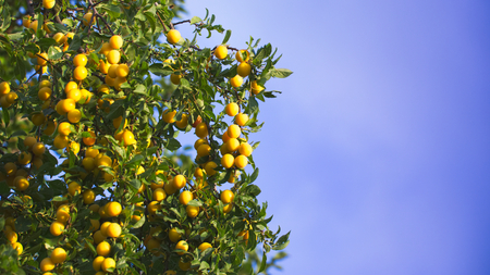 Yellow mirabelle plums. Ripe mirabelle on tree. Organic fruit before harvest in summer. (Prunus domestica syriaca)の写真素材