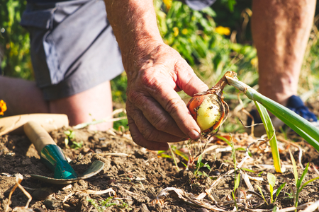 Senior farmer harvesting onions in organic garden. Old gardener holding harvested onion in his hands.の写真素材