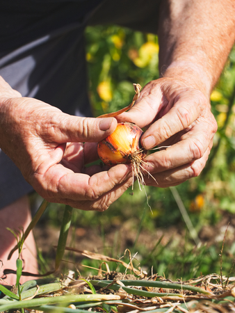 Senior farmer harvesting onions in organic garden. Old gardener holding harvested onion in his hands.の写真素材