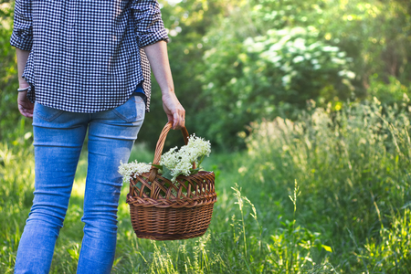 Woman with wicker basket is harvesting elderberry flower in nature. Woman collect a herb for alternative medicine.の写真素材