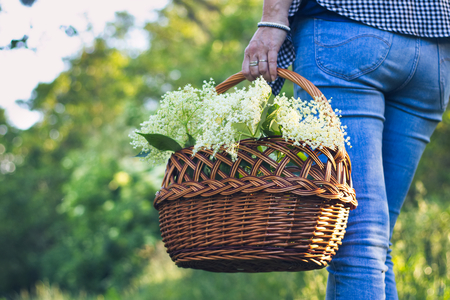 Woman with wicker basket is harvesting elderberry flower in nature. Woman collect a herb for alternative medicine.の写真素材