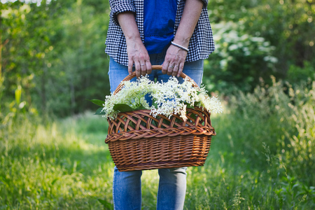 Woman with wicker basket is harvesting elderberry flower in nature. Woman collect a herb for alternative medicine.の写真素材