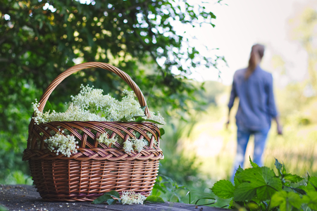 Wicker basket of harvested elderflower, woman in distance. Woman collect a herb for alternative medicine.の写真素材