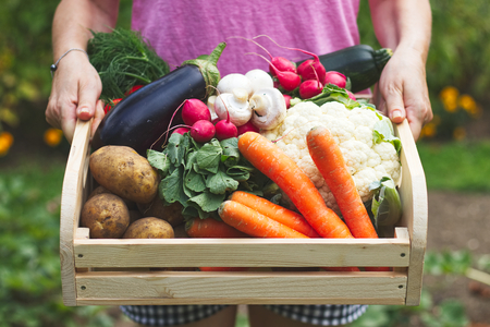 Woman is holding wooden crate full of vegetables in garden. Harvest season in organic farm. Carrot, potato, eggplant, cauliflower, radish, tomato in wooden boxの写真素材