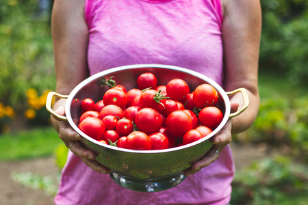 woman holding a full bowl of freshly harvested tomatoes in an organic garden, ripe red tomatoes during harvest seasonの写真素材
