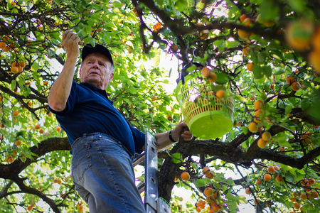 Senior gardener is harvesting ripe apricots from apricot tree. Farmer picking homegrown produce of...