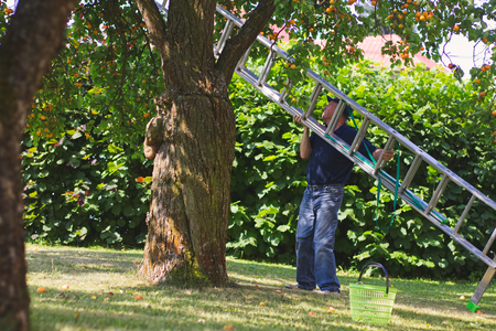 Man with aluminum ladder during harvest season at organic farm. Farmer in his organic farm.の写真素材