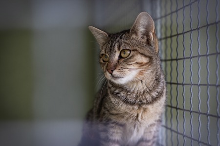 Abandoned cat in cage. Pet adoption. Tabby cat in animal shelter.の写真素材