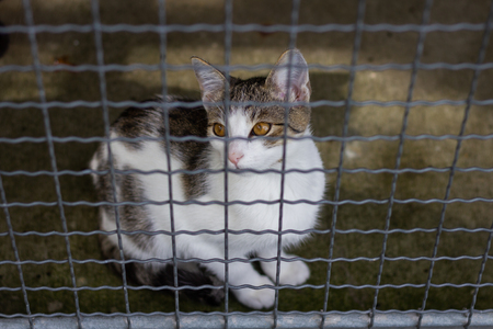Abandoned cat in cage. Pet adoption. Domestic cat in animal shelter.の写真素材