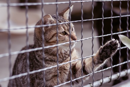 Abandoned cat behind the fence in animal shelter. Pet adoption. Playful tabby cat.の写真素材