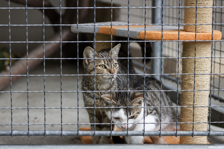 Two abandoned cats in animal shelter. Playful kittens in cage. Pet adoption.の写真素材