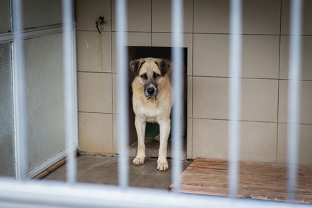 Abandoned dog in animal shelter. Hope for pet adoptionの写真素材