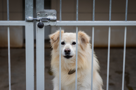 Abandoned dog in animal shelter. Hope for pet adoption. Cute dog in cage.の写真素材