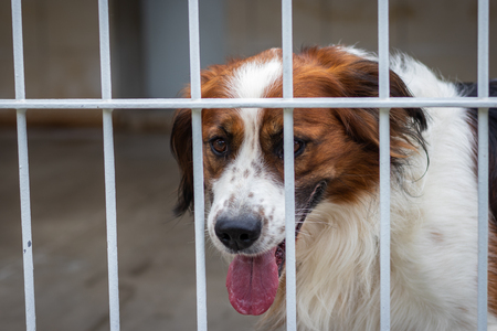 Abandoned dog in animal shelter. Hope for pet adoption. Sad dog in cage.の写真素材