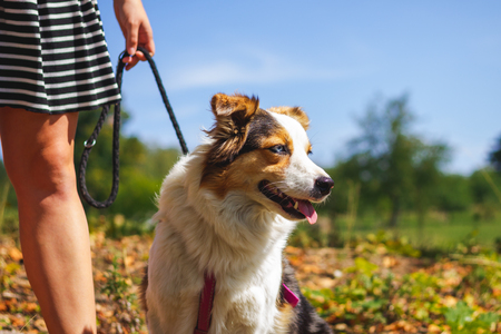 Girl on walk with her dog, Border collie. Cute pet with owner in natureの写真素材