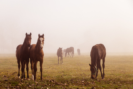 Herd of purebred horses on a pasture in the morning fog. Misty nature and thoroughbred horseの写真素材