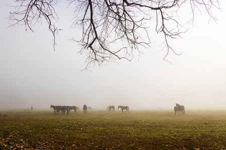 Herd of purebred horses on a pasture in the morning fog. Misty nature and thoroughbred horseの写真素材