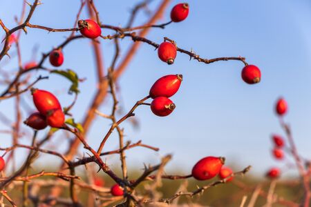 Rose hip in nature, clear sky, selective focusの写真素材