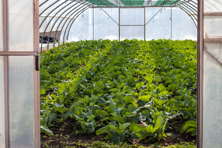 Greenhouse with young cabbage plants. Organic farming in glasshouse.の写真素材