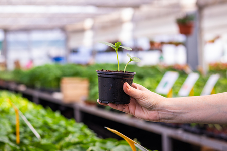 Young plant of cucumber in female hand in greenhouse. Woman is holding seedling in pot. Organic farmingの写真素材
