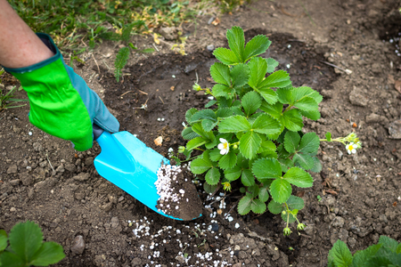 Farmer giving granulated fertilizer to young strawberry plants. Cultivated organic garden.の写真素材