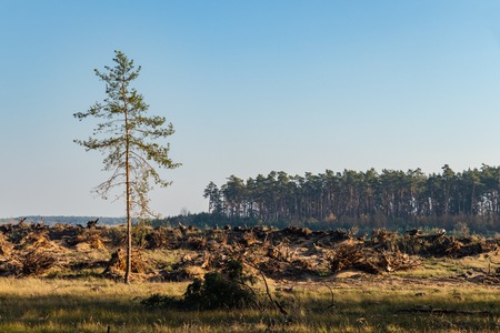 Deforestation in nature. Lumber industry and impact on the environment, last pine tree from forestの写真素材