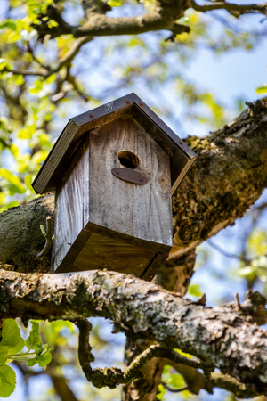 Birdhouse on tree at springtime. Branch of fruit tree with bird house.の写真素材
