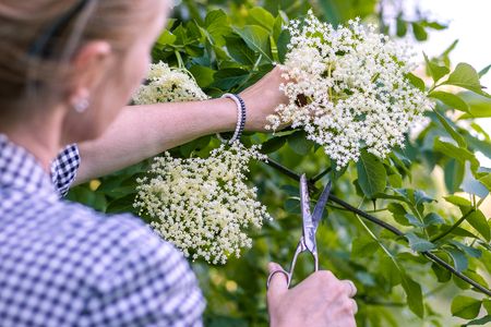 Young woman cutting elderberry flower with scissors. Collect herb in nature.の写真素材
