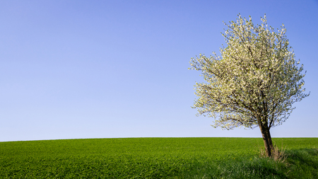 Solitude blooming plum tree in nature at springtime, clear sky and green field. Rural scene background at springの写真素材