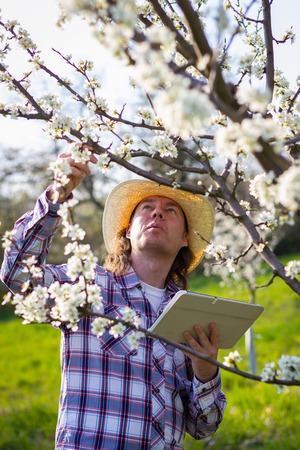 Agronomist using digital tablet while inspecting blooming plum trees in orchard. Agriculture and modern technology conceptの写真素材