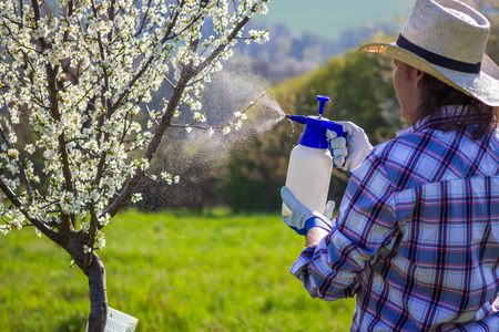 Farmer with gardening glove spraying a blooming fruit tree against plant diseases and pests. Gardener using crop sprayer in orchardの写真素材