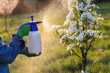 Farmer with protective gloves spraying a blooming fruit tree against plant diseases and pests. Using spray bottlewith pesticide in orchard at springtimeの写真素材