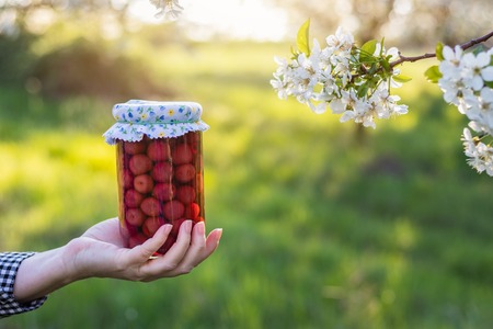 Preserved cherry compote in female hand. Woman holding jar of homemade canned fruit in blooming orchard.の写真素材