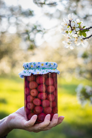 Holding jar of homemade preserved cherry compote in blooming garden. Homegrown produce of conserved organic cherry fruit in female hand. Orchard at spring as background.の写真素材