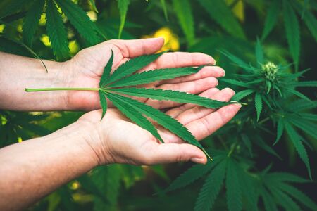 Marijuana leaf in female hands. Cannabis plant in garden. Recreational drug for alternative lifestyleの写真素材