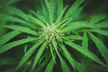 Marijuana plant with raindrop. Cannabis sativa before harvest. Recreational drug for alternative lifestyleの写真素材