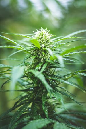 Cannabis plant outdoors. Plantation of marijuana before harvest. Recreational drug for alternative lifestyleの写真素材