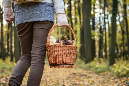 Woman holding wicker basket with mushroom in autumn forest. Picking edible mushroom in woodland.の写真素材
