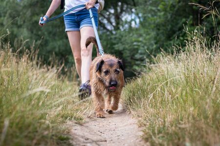 Dog with his pet owner on walk outdoors. Mixed breed dog walking on pet leash in nature.の写真素材